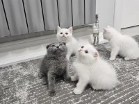 Aile sıcaklığında büyüyen scottish fold british yavrular