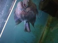 Ele alışık vahşi flowerhorn