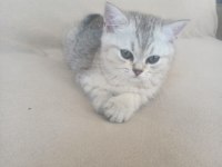 2 aylık erkek british shorthair