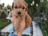 Maltipoo yavru köpekler