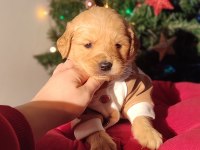 Baby face golden retriever bebekler
