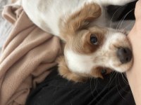 2.5 Aylık Cavalier King Charles Yavrumuz