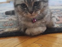 4 aylık scottish fold