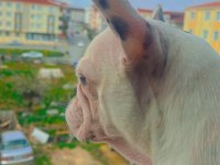 Sevimli french bulldog köpeğimiz miya
