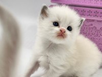 Safkan Ragdoll Bebekleri