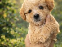 Maltipoo yavruları