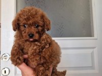 KORE ERKEK POODLE YAVRUMUZ