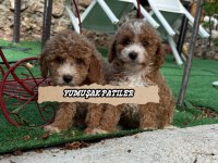 Toy Poodle Dişi Ve Erkek