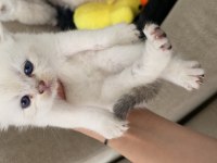 50 günlük golden kedi yavrularımız 