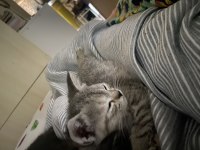 2 aylık british shorthair yavruma yuva arıyorum