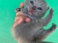 Scottish Fold Yavrularımız