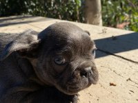 renkli french bulldog