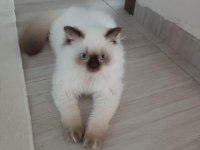 British longhair oğlumuza eş arıyoruz