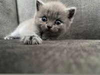 British Shorthair yavrulara acilen yuva aranmaktadır