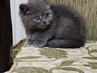 British Shorthair Dişi Yavrumuz
