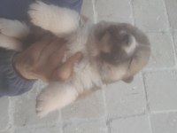 Akita Dişi Hachiko