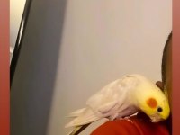 Üst Düzey Konuşan Sultan Papağanı