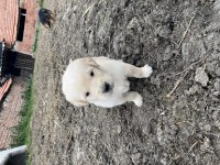 Baby fare GOLDEN retriever yavrular