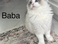 Ragdoll Yavrular