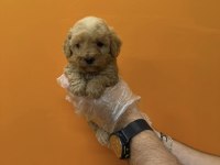 TEACUP MALTİPOO YAVRULARIMIZ