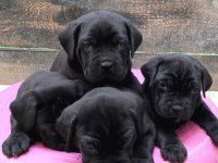 Son 1 dişi 1 erkek cane Corso yavrular kapıda ödemeli