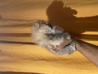 ÜST KALİTE ERKEK YAVRU POMERANİAN BOO