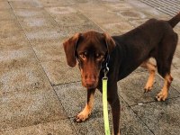 Sosyal kelebek Moka yuva arıyor doberman
