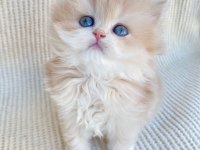 British longhair Cy12 Lesley yeni yuvasını arıyor
