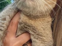 British shorthair cins kedilerimiz