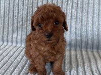 Eşsiz Güzellikte Toy Poodle Yavru