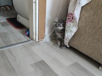 Bu british longhair misss çocuk kaçmaz