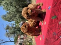 Minyatür Poodle Köpekler