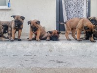 ORJİNAL SAF BELÇİKA MALİNOİS DELİ BUNLAR