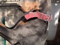 Blue erkek üst düzey anne baba doberman yavrusu