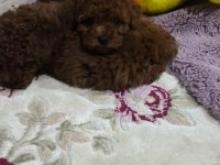 Kore Red Brown Toy Poodle Minicik Güzellikler