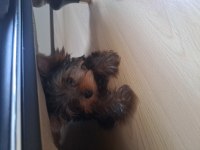 Micro boy yorkshire terrier bebekler