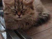 2.5 aylık dişi british longhair