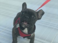 4 aylık french bulldog sorunsuz