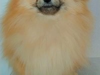 Mükemmel kürk yapısına sahip pomeranian dişi