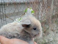 Hollanda lop tavşanı 1 aylık