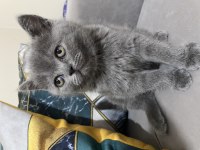 British shorthair safkan yavrular
