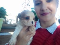 Cavalier king charles yavrularımız