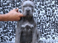 Fcı-Kıf Secereli Safkan Cane Corso Kediler