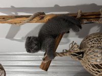 Çok acil istanbul içi scottish fold