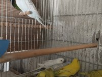 Alıştırmalık her cins muhabbet kuşu yavrular