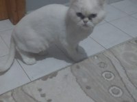 İran kedileri 4 tane
