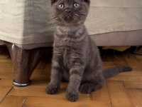 Silver ve Cinnamon Scottish Fold yavrular