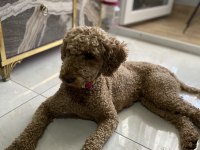Eğitimli tuvalet eğitimi var çok bağımlı poodle