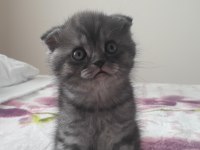 Gri Scottish Fold