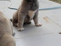 ÜST KALİTE SAFKAN KANGAL YAVRULARIMIZ